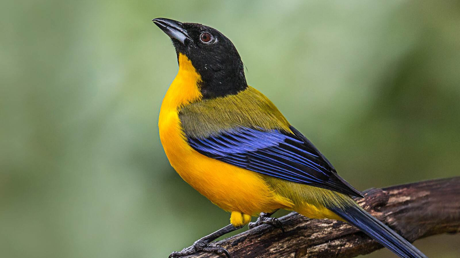 Black-chinned Mountain Tanager