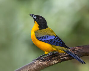 Black-chinned Mountain Tanager