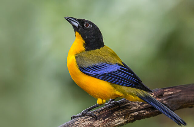 Black-chinned Mountain Tanager