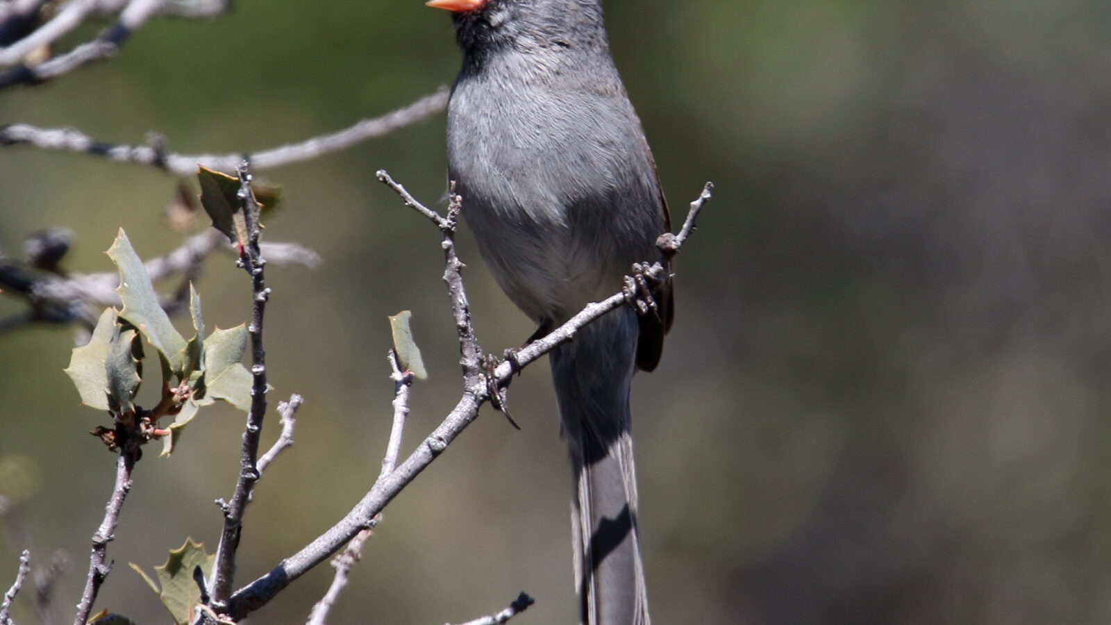 Black-chinned Sparrow