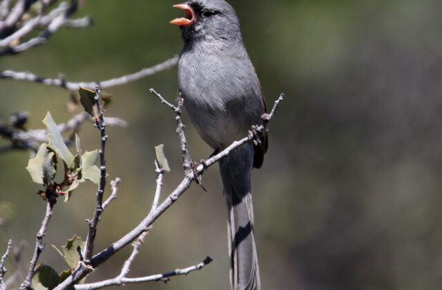 Black-chinned Sparrow