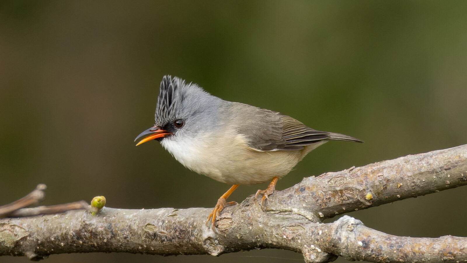 Black-chinned Yuhina