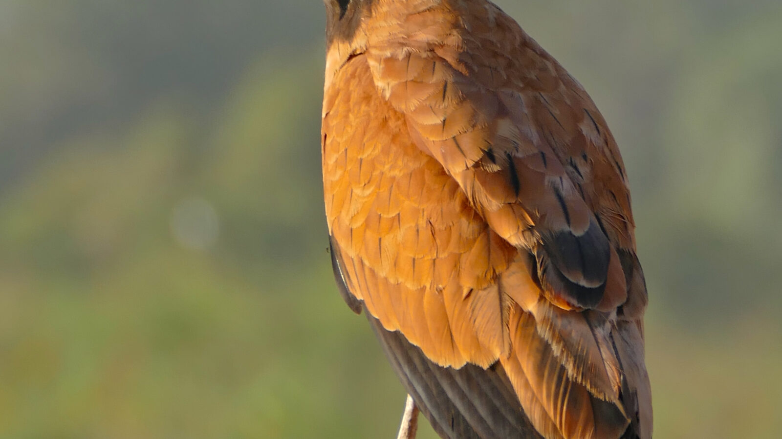 Black-collared Hawk