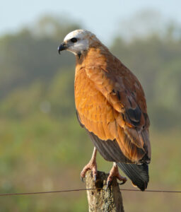 Black-collared Hawk