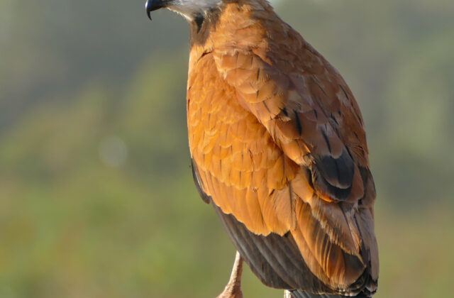 Black-collared Hawk
