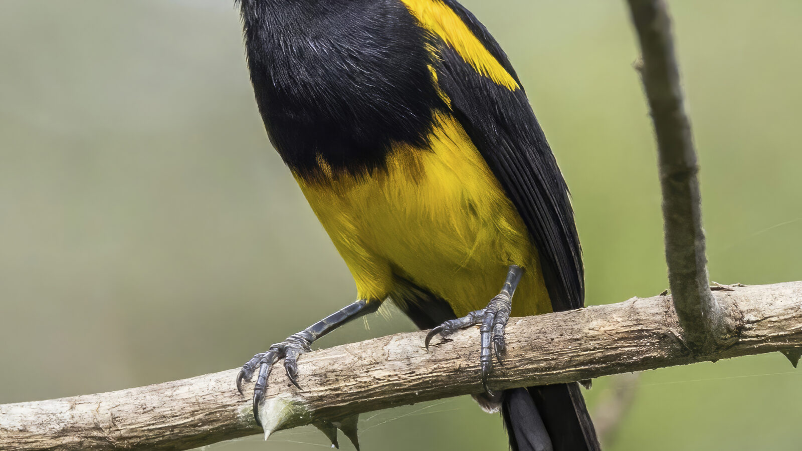 Black-cowled Oriole