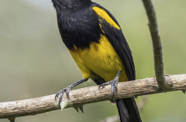 Black-cowled Oriole