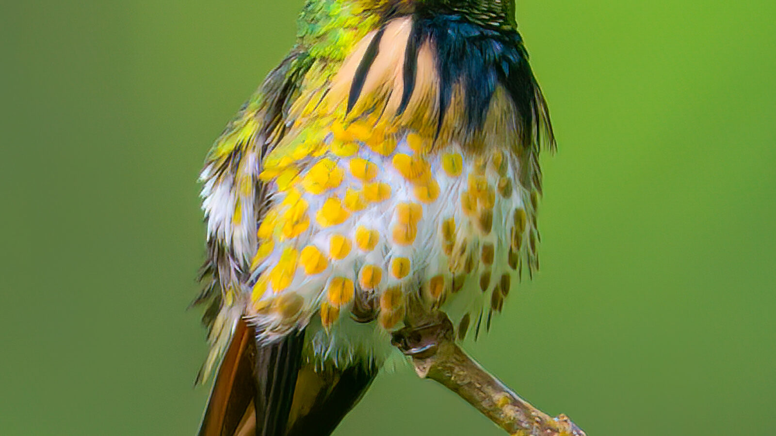 Black-crested Coquette