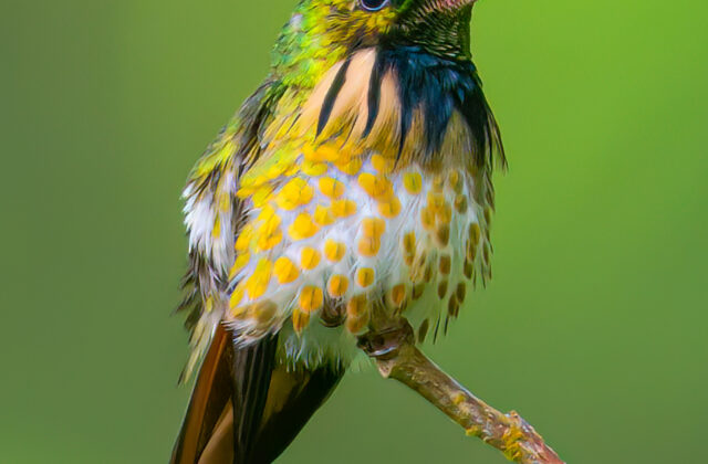 Black-crested Coquette