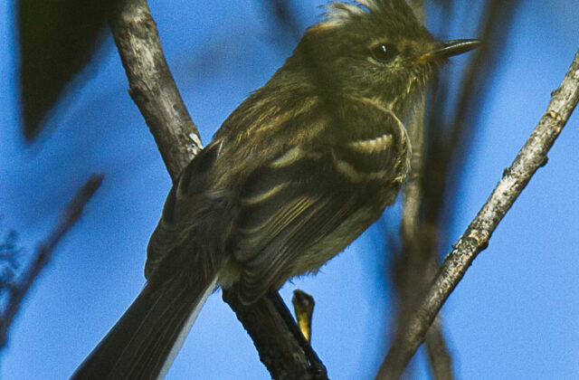Black-crested Tit-Tyrant