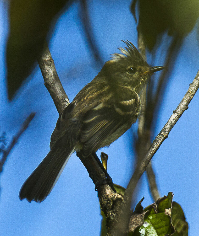 Black-crested Tit-Tyrant