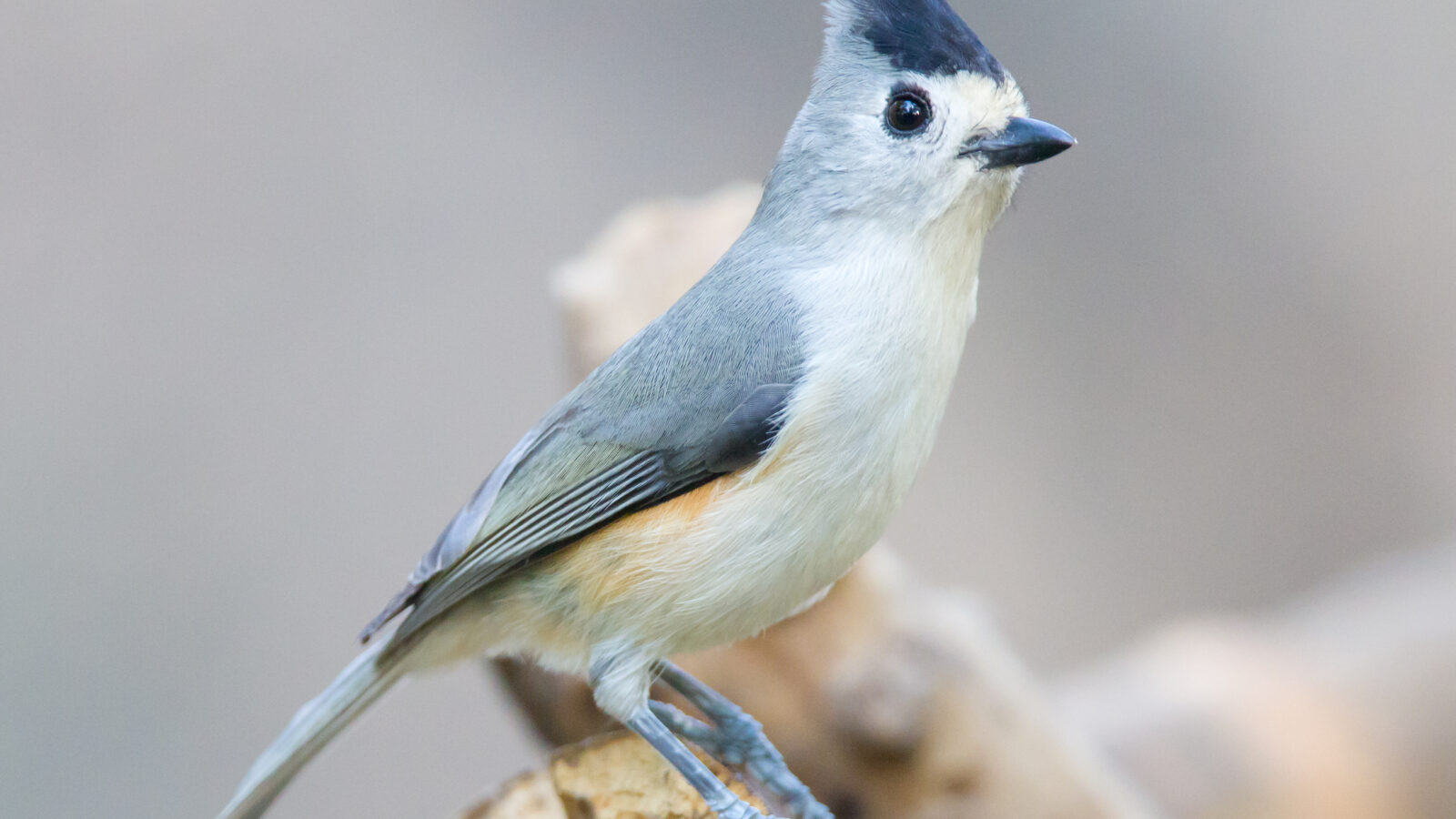 Black-crested Titmouse