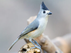 Black-crested Titmouse