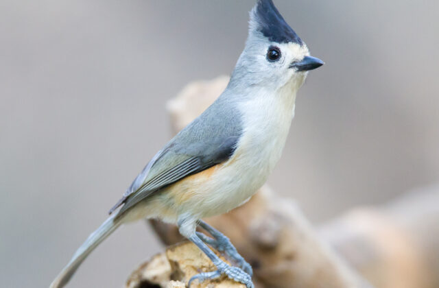 Black-crested Titmouse