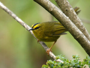 Black-crested Warbler