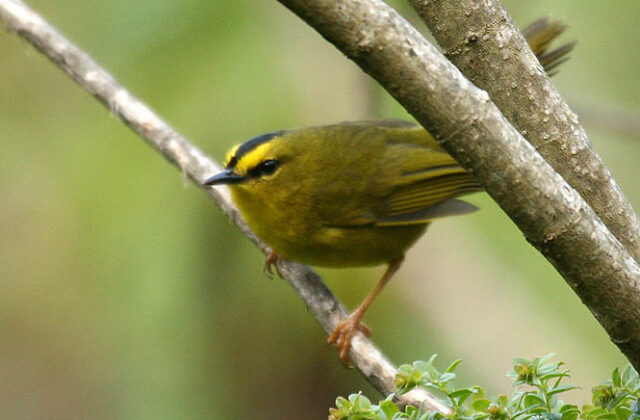 Black-crested Warbler