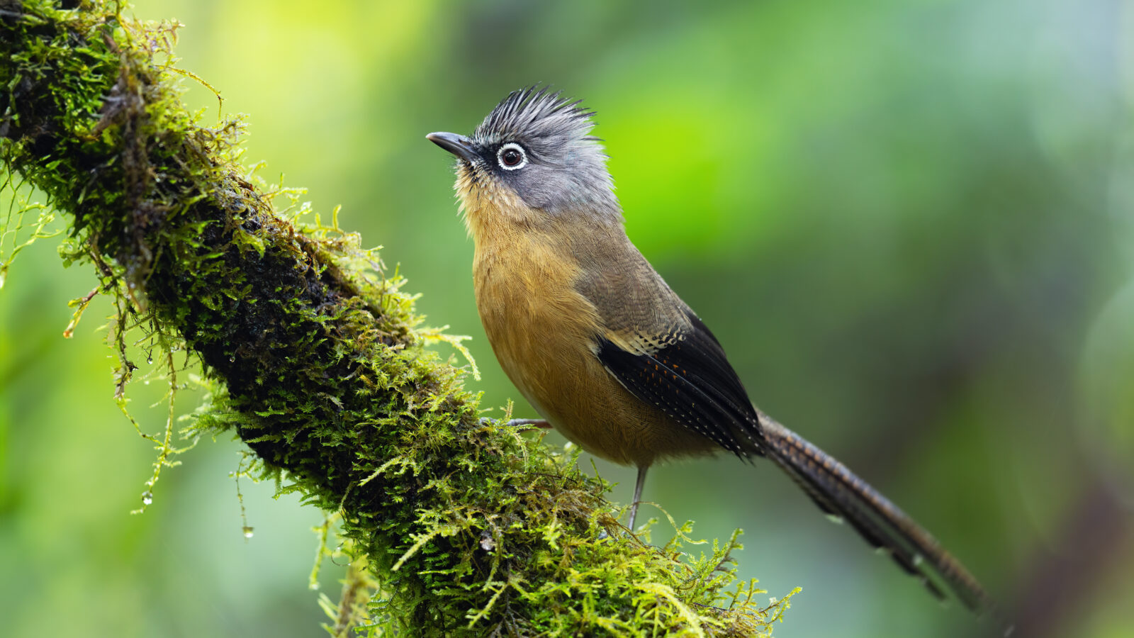 Black-crowned Barwing