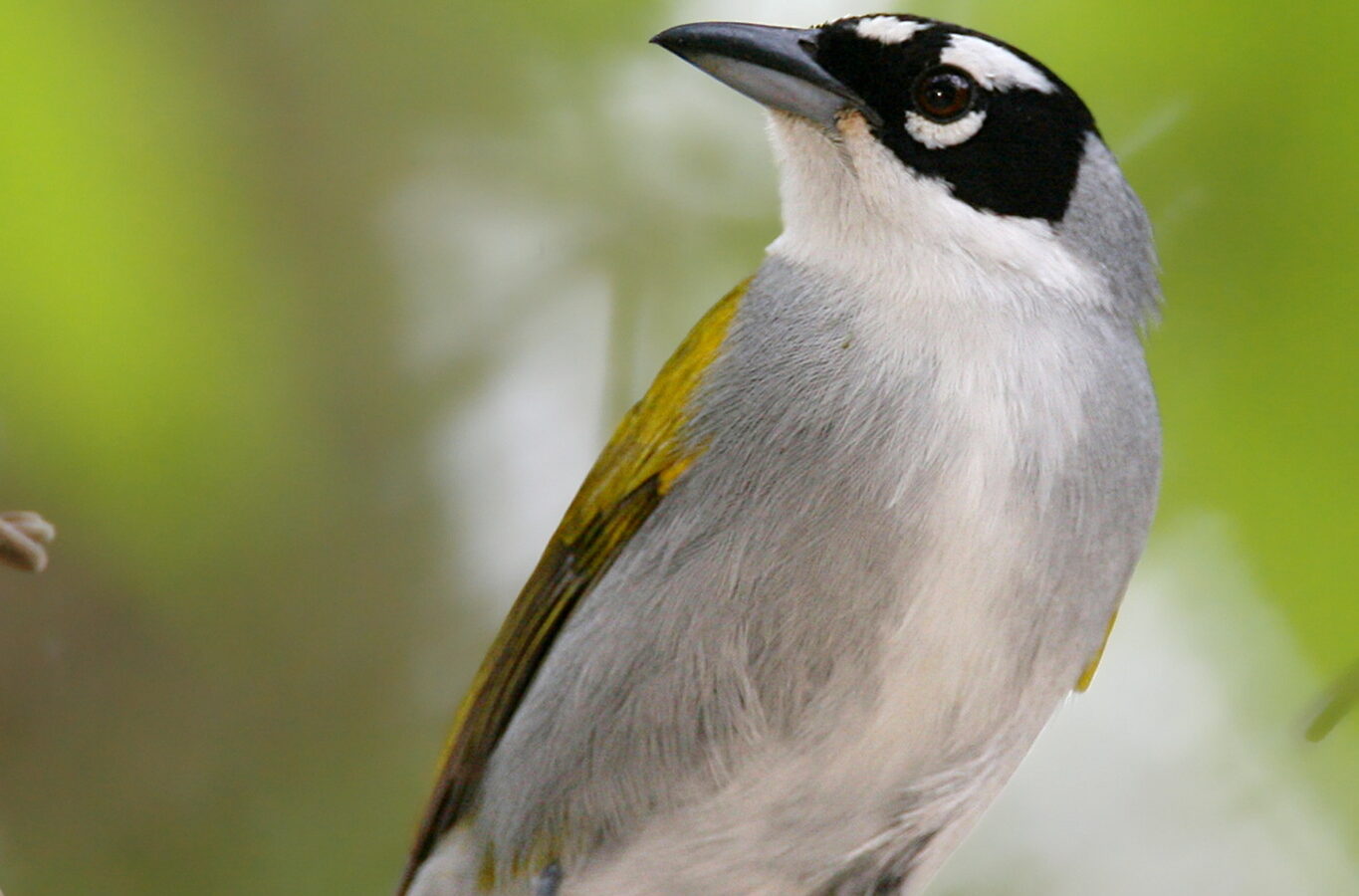 Black-crowned Palm-tanager