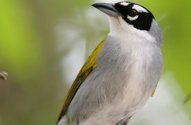 Black-crowned Palm-tanager