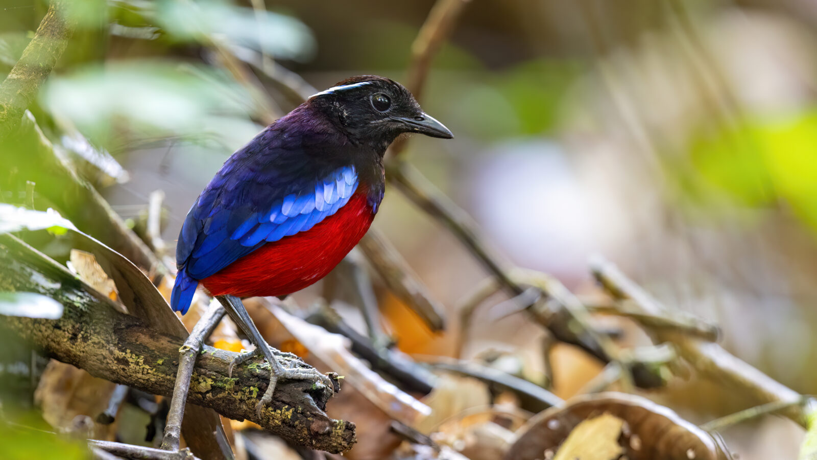 Black-crowned Pitta