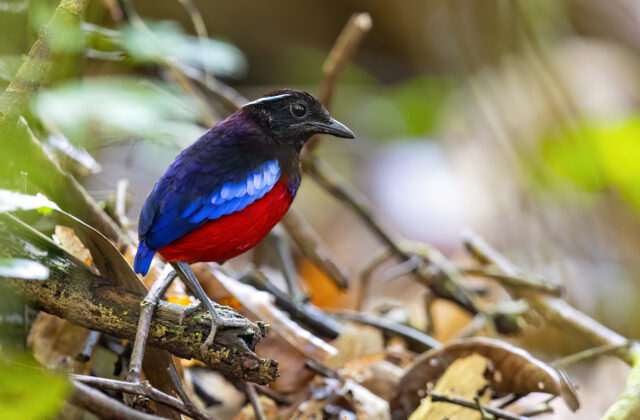 Black-crowned Pitta