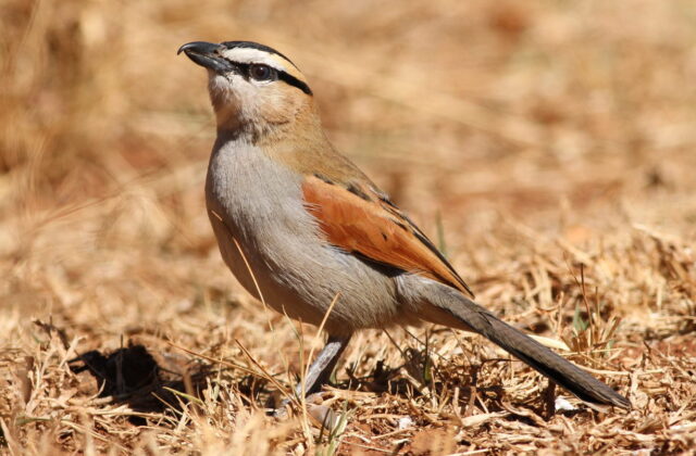Black-crowned Tchagra