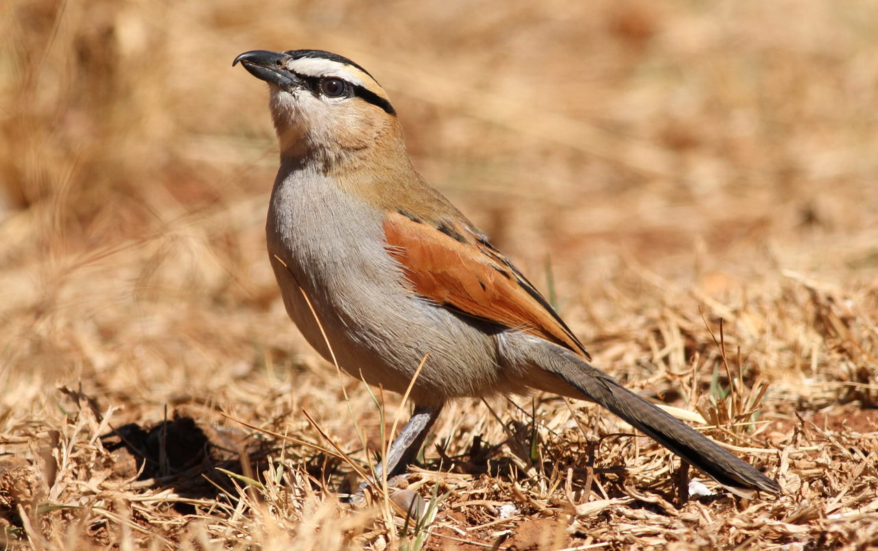 Black-crowned Tchagra