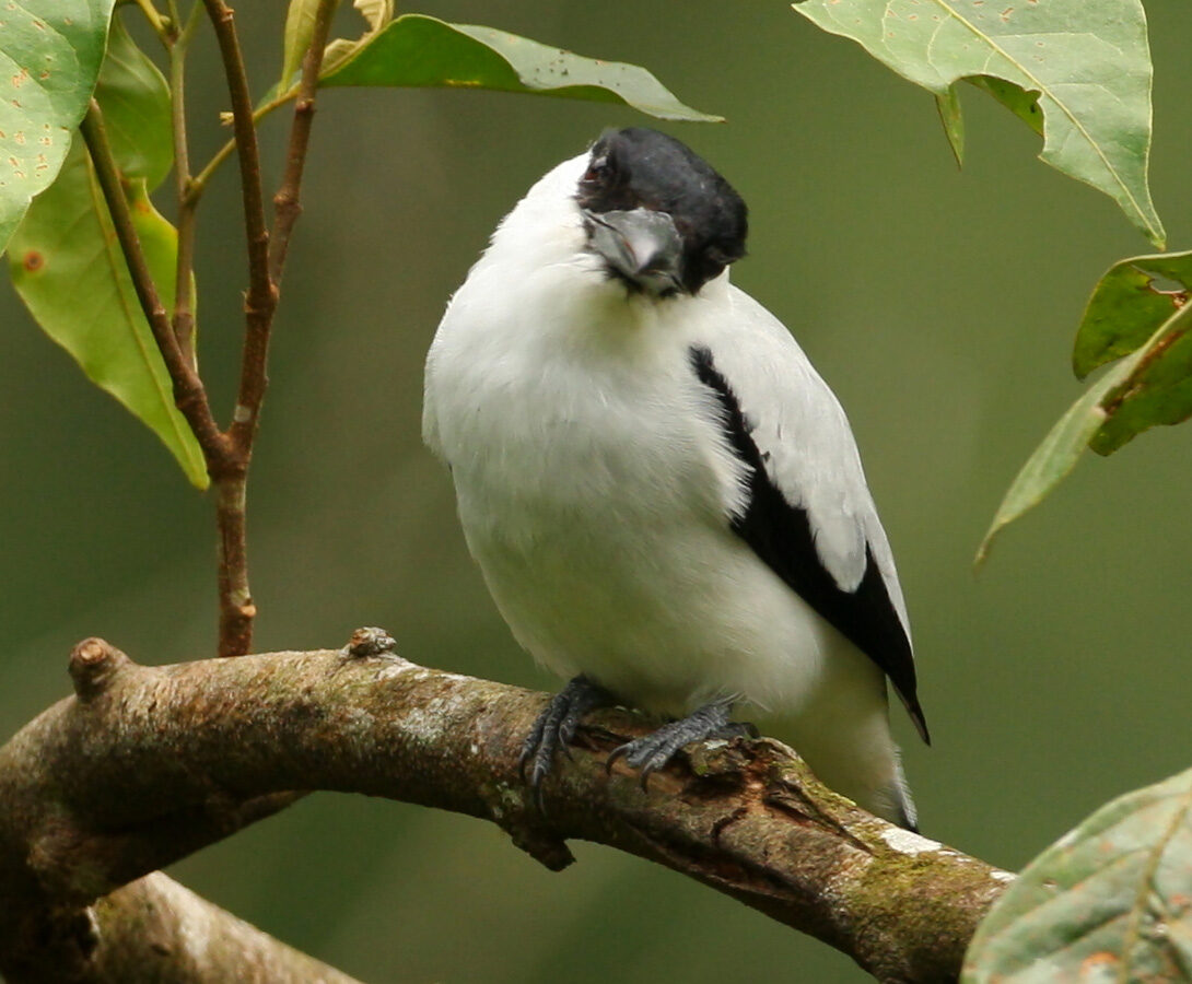 Black-crowned Tityra