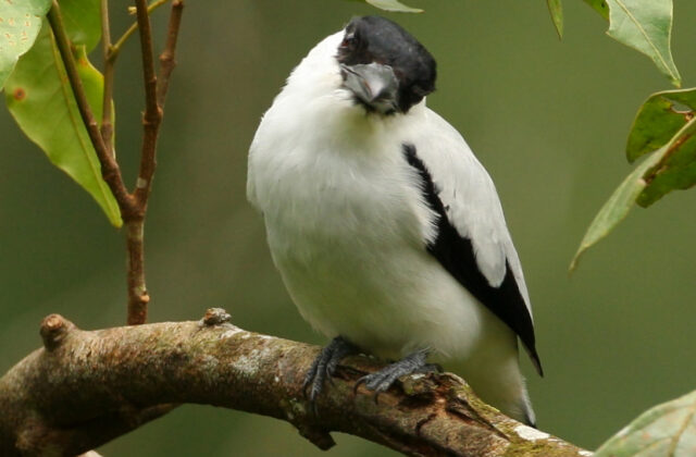 Black-crowned Tityra