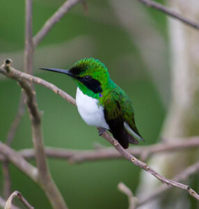 Black-eared Fairy