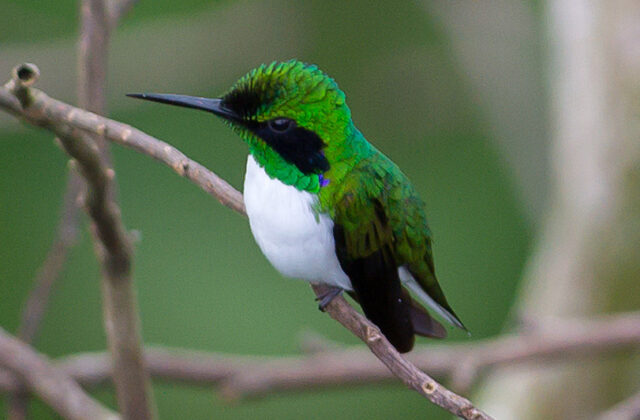 Black-eared Fairy