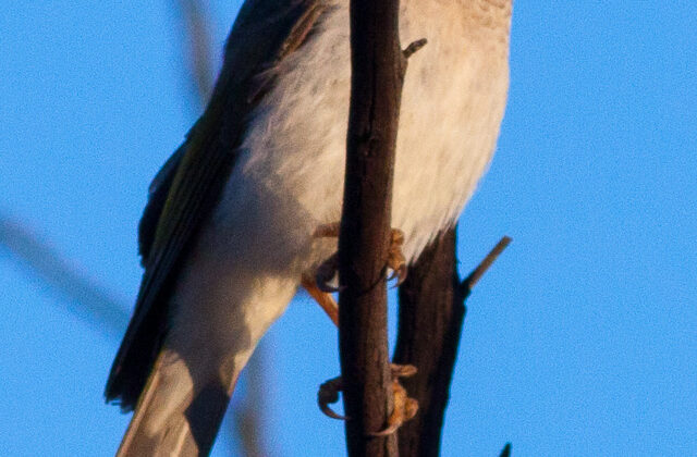 Black-eared Miner