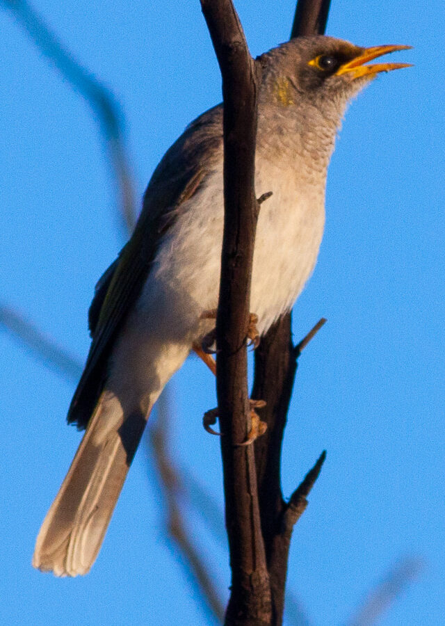 Black-eared Miner