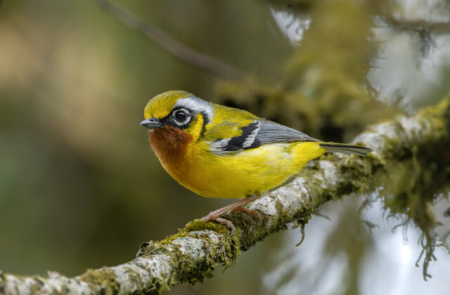 Black-eared Shrike-babbler