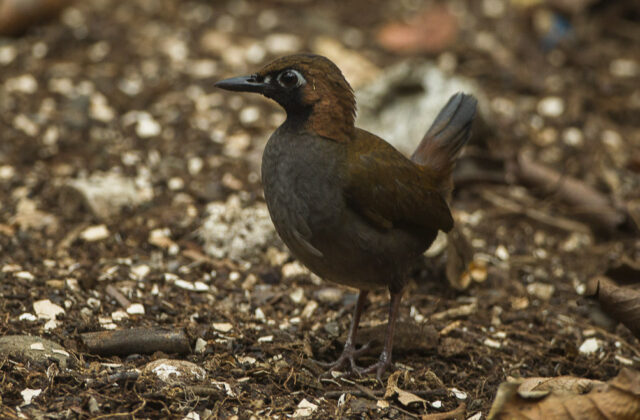 Black-faced Antthrush