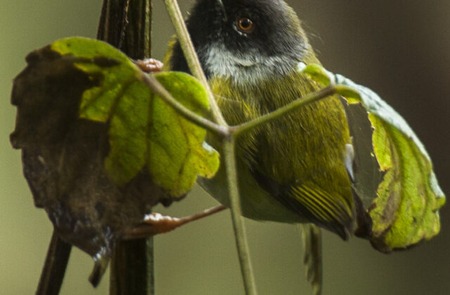 Mountain Masked Apalis