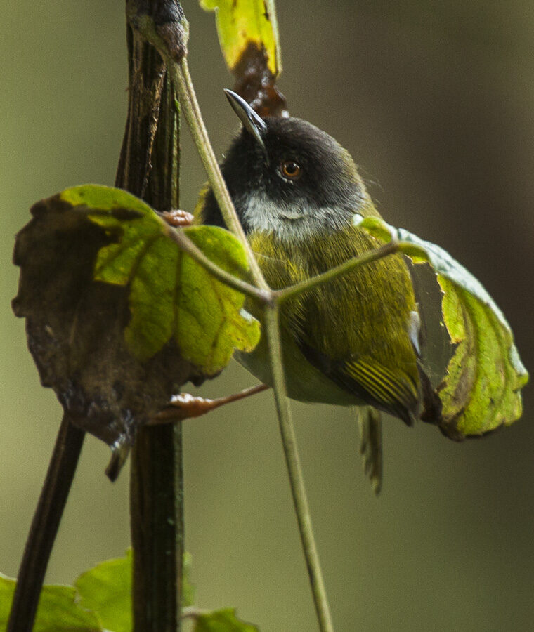 Mountain Masked Apalis