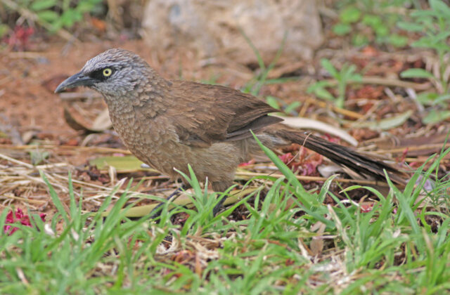 Black-faced Babbler