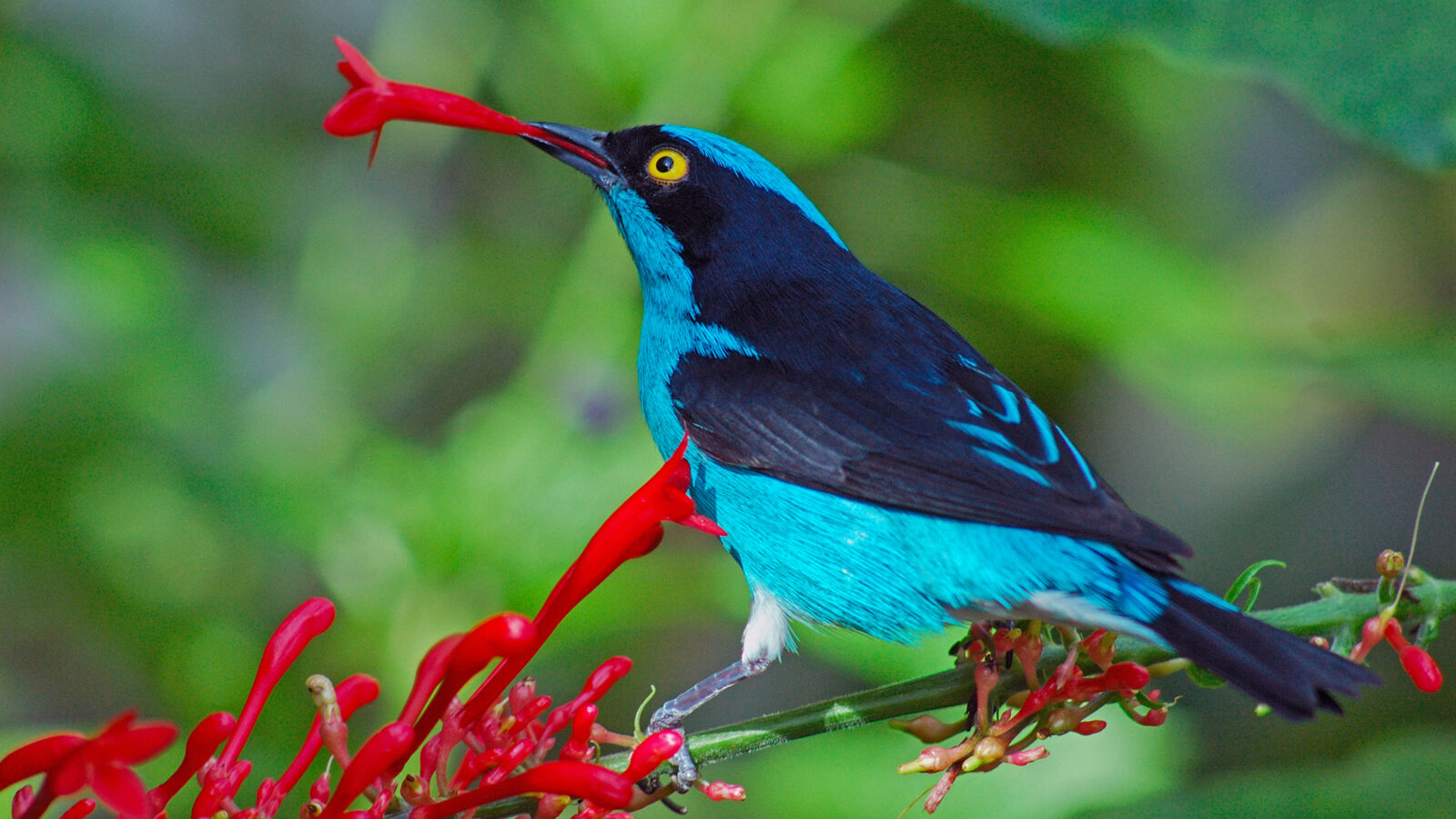 Black-faced Dacnis