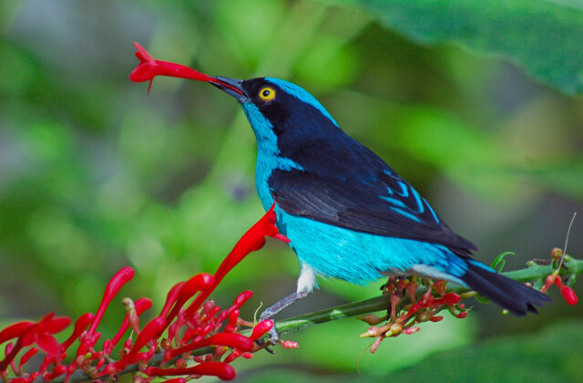 Black-faced Dacnis