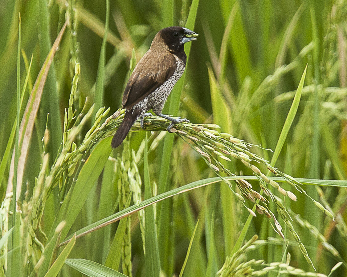 Black-faced Munia