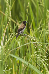 Black-faced Munia