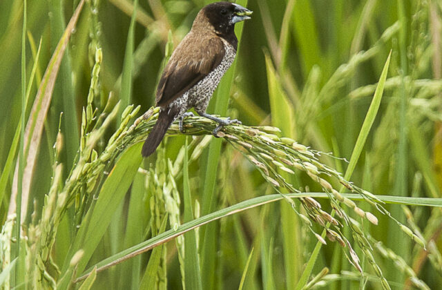 Black-faced Munia