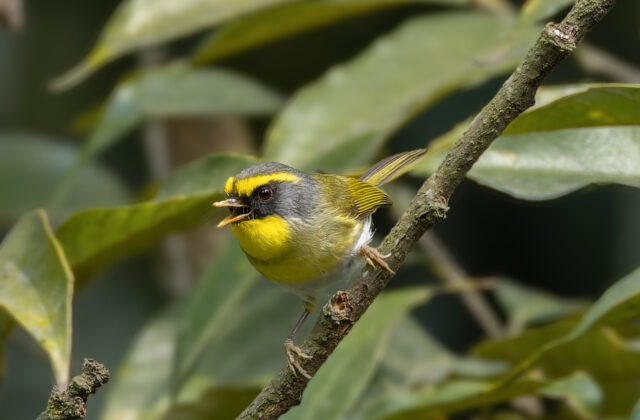 Black-faced Warbler