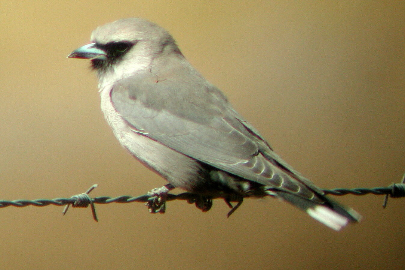 Black-faced Woodswallow