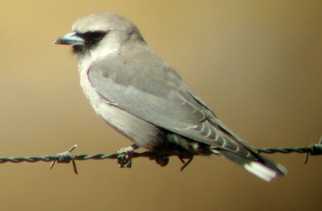 Black-faced Woodswallow