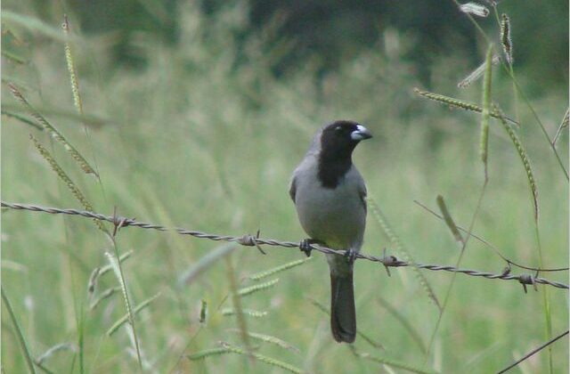 Black-faced Tanager