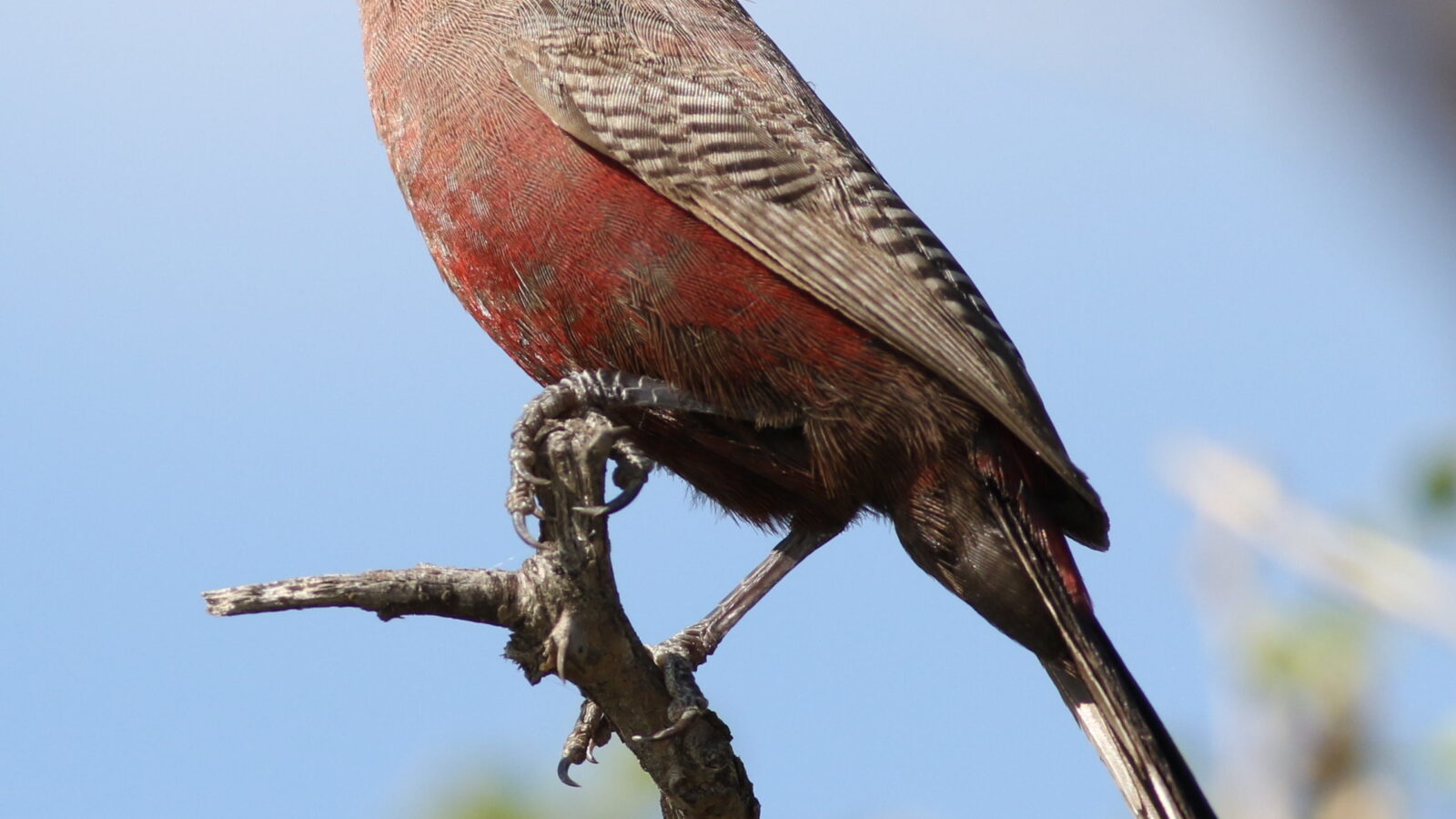 Black-faced Waxbill