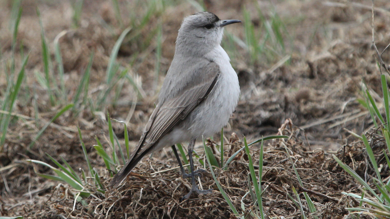 Black-fronted Ground Tyrant