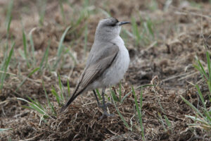 Black-fronted Ground Tyrant